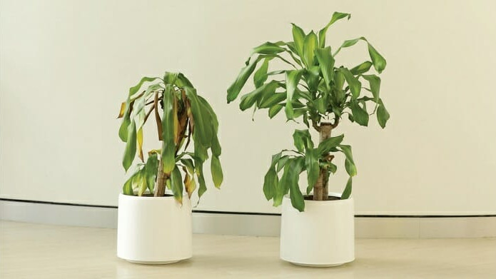 Acosar una planta